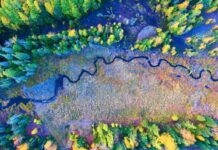 Aerial Forest