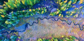 Aerial Forest