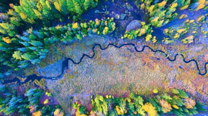 Aerial Forest